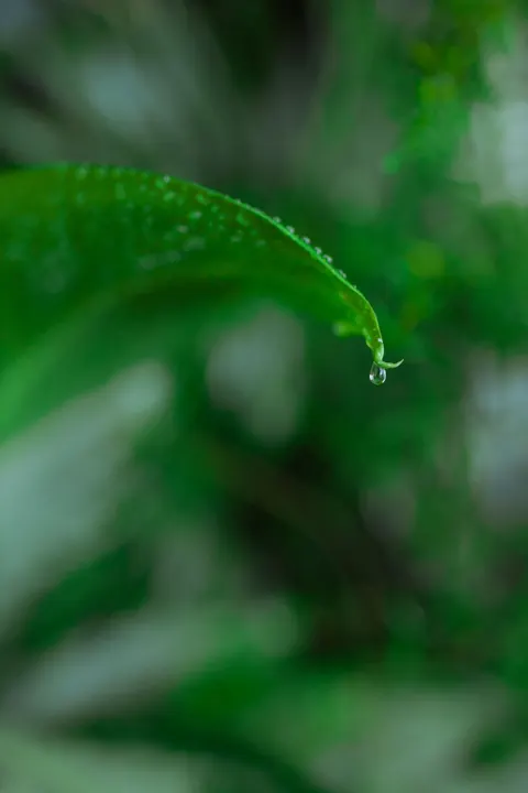 Rain Leaf Phone Wallpaper · rain · 1440×2160