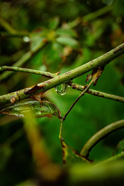 Rain Leaf Phone Wallpaper · rain · 1440×2160