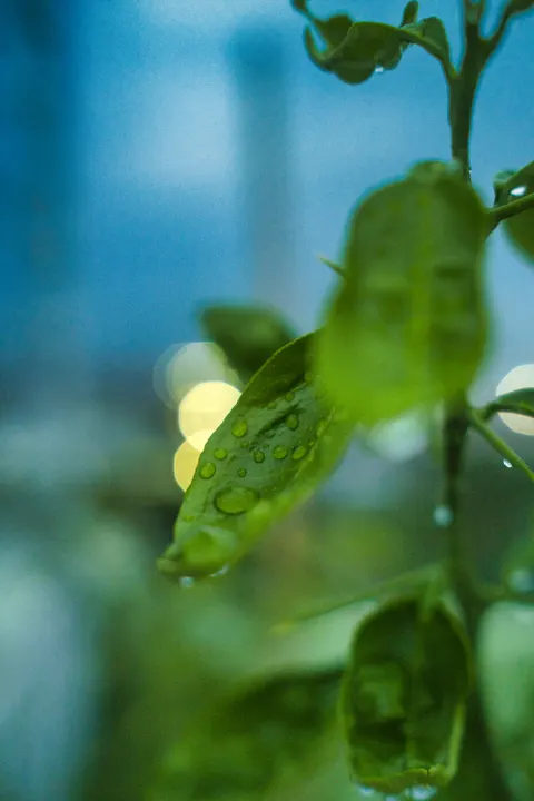 Rain Leaf Phone Wallpaper · rain · 1440×2160