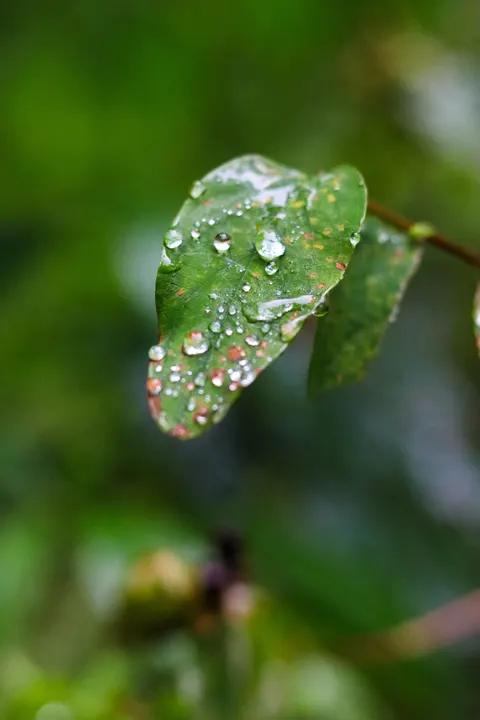 Rain Leaf Phone Wallpaper · rain · 1440×2160