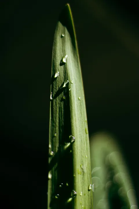 Rain Leaf Phone Wallpaper · rain · 1440×2160