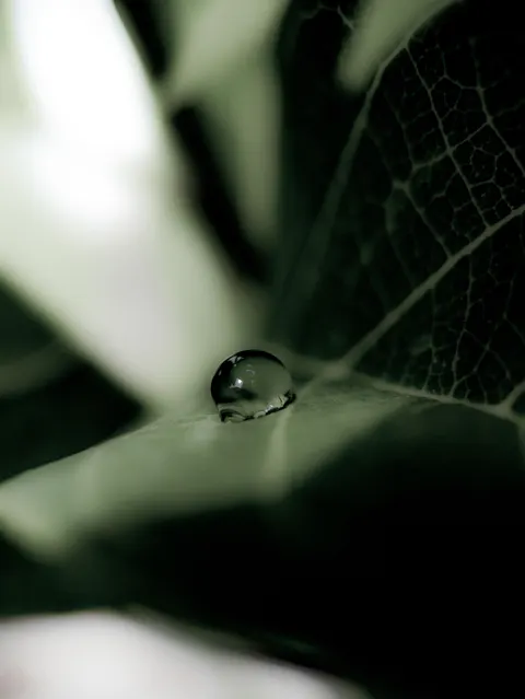 Rain Leaf Phone Wallpaper · rain · 1440×1918