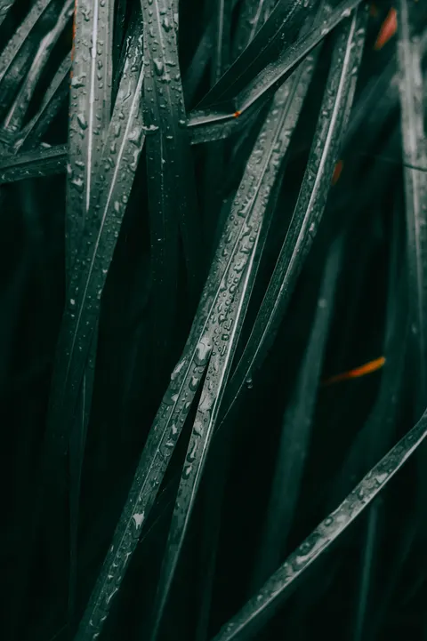 Rain Leaf Phone Wallpaper · rain · 1440×2164