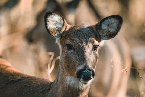 Deer 4K Wallpaper · animals · 3840×2563