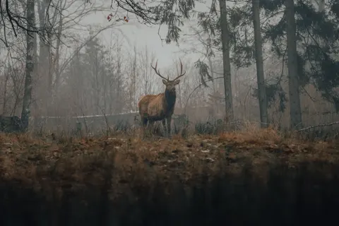 Deer 4K Wallpaper · animals · 3840×2560