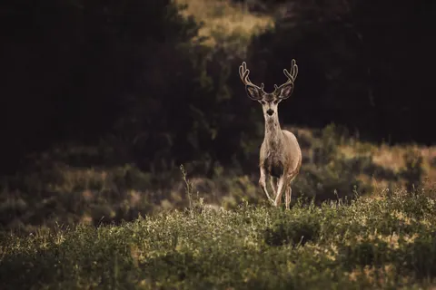 Deer 4K Wallpaper · animals · 3840×2560
