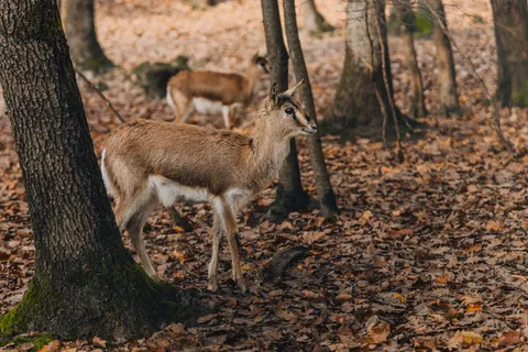 Deer 4K Wallpaper · animals · 3840×2560