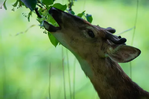 Deer 4K Wallpaper · animals · 3840×2560