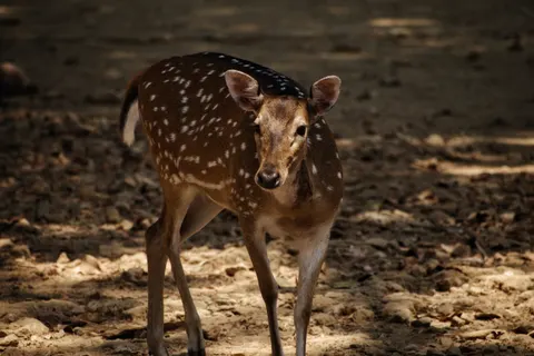 Deer 4K Wallpaper · animals · 3840×2560