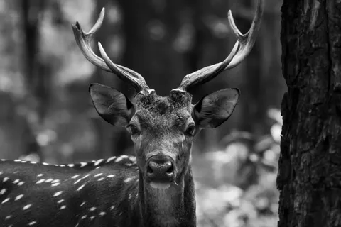 Deer 4K Wallpaper · animals · 3840×2560