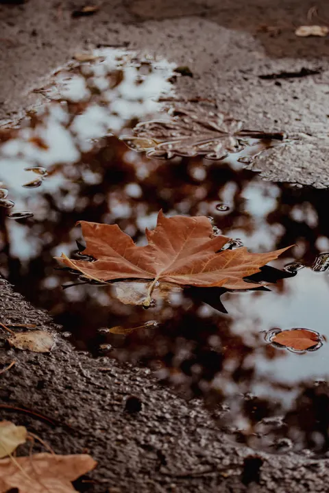 Rain Puddle Phone Wallpaper · rain · 1440×2160