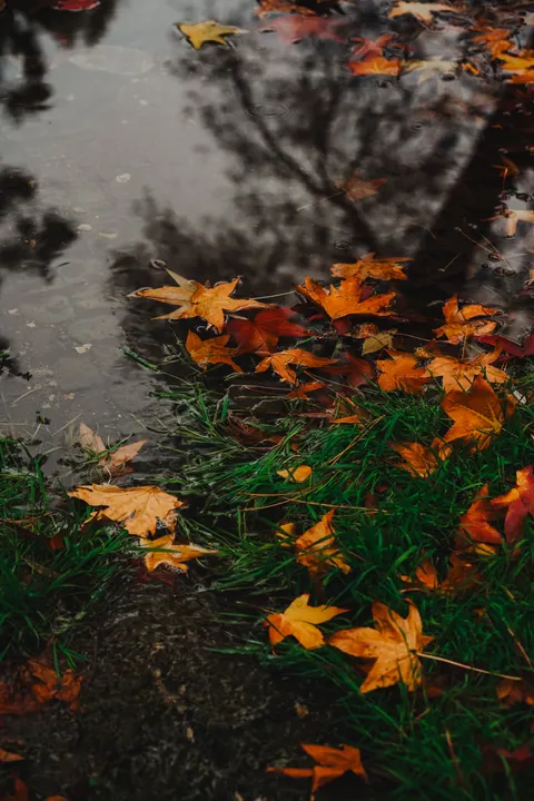 Rain Puddle Phone Wallpaper · rain · 1440×2160
