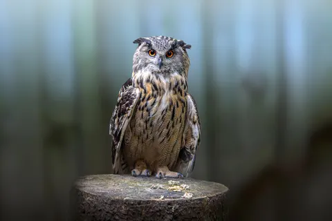 उल्लू 4K वॉलपेपर · animals · 3840×2560