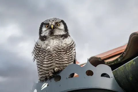 उल्लू 4K वॉलपेपर · animals · 3840×2560