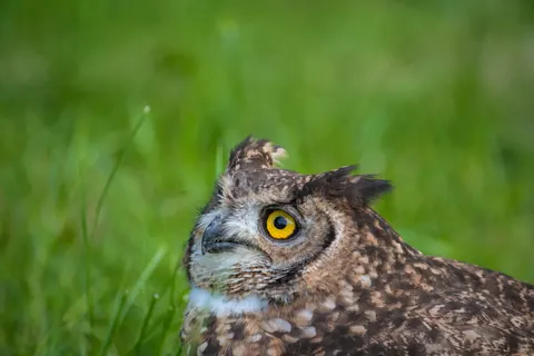 خلفية بومة بدقة 4K · animals · 3840×2560