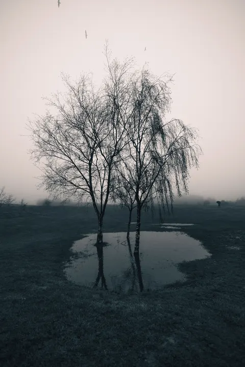 Rain Puddle Phone Wallpaper · rain · 1440×2160