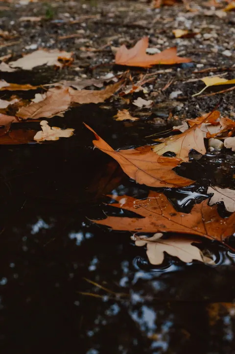 Rain Puddle Phone Wallpaper · rain · 1440×2166