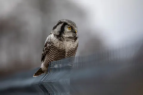 Eule 4K Hintergrundbild · animals · 3840×2560
