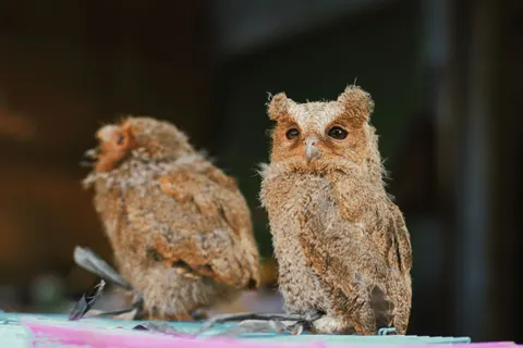 フクロウ 4K壁紙 · animals · 3840×2560