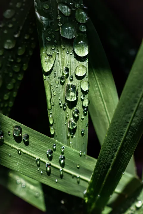 雨葉 手機桌布 · rain · 1440×2160