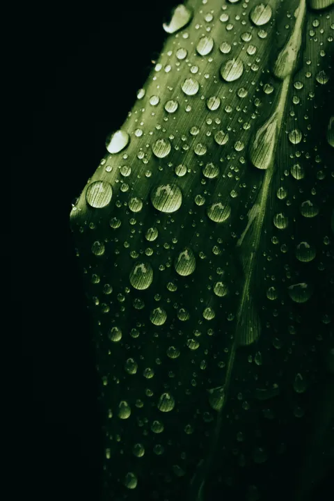 Rain Leaf Phone Wallpaper · rain · 1440×2160