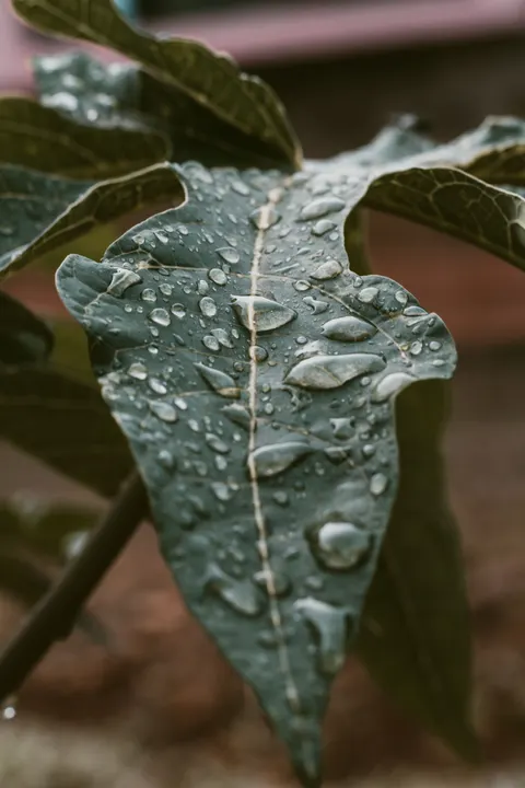 Rain Leaf Phone Wallpaper · rain · 1440×2160