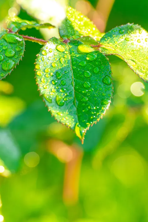 Rain Leaf Phone Wallpaper · rain · 1440×2160