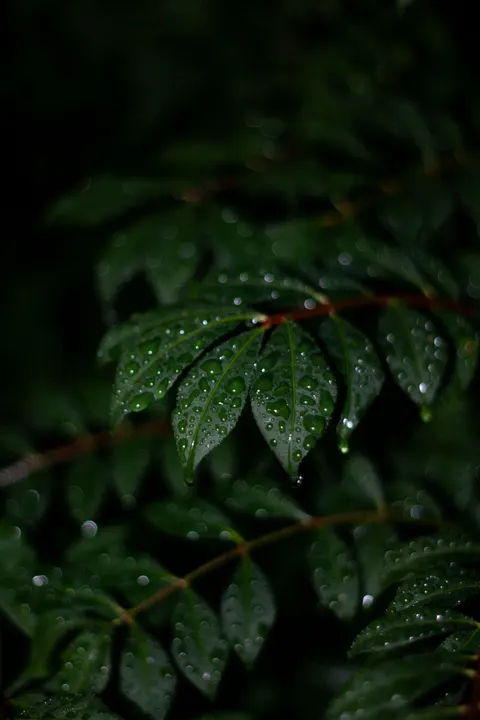 Rain Leaf Phone Wallpaper · rain · 1440×2160