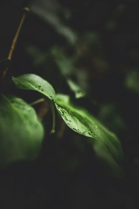 Rain Leaf Phone Wallpaper · rain · 1440×2159