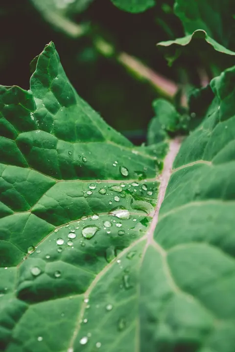 Rain Leaf Phone Wallpaper · rain · 1440×2160