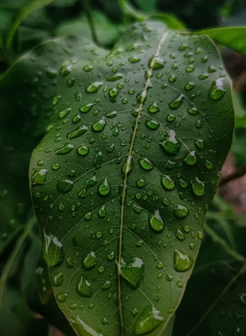 Rain Leaf Phone Wallpaper · rain · 1440×1962