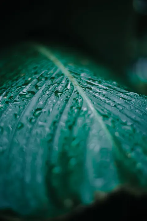 Rain Leaf Phone Wallpaper · rain · 1440×2160