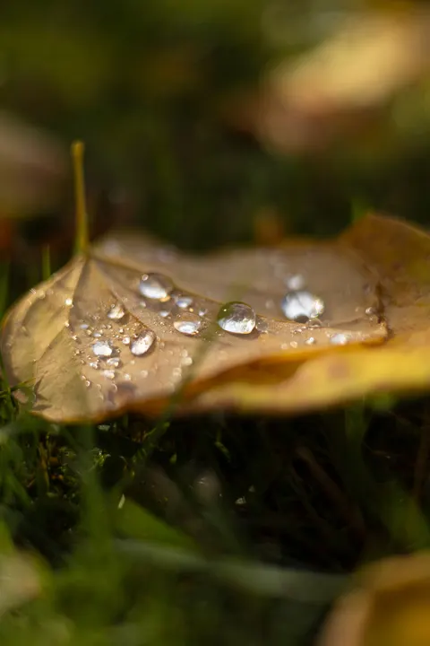 Fondo de Pantalla para Móvil Hoja con Gotas de Lluvia · rain · 1440×2160