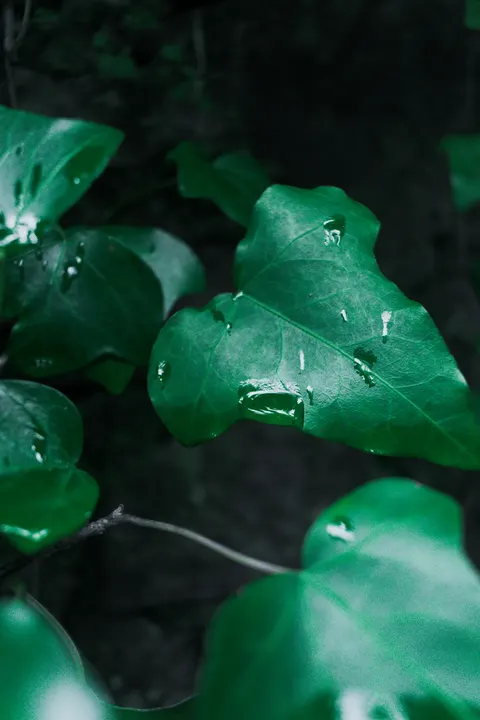 Rain Leaf Phone Wallpaper · rain · 1440×2160