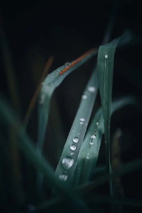 Rain Leaf Phone Wallpaper · rain · 1440×2160