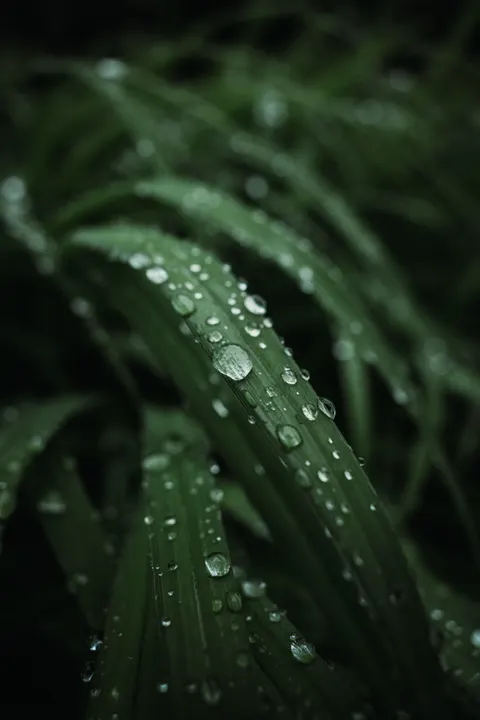 Rain Leaf Phone Wallpaper · rain · 1440×2160