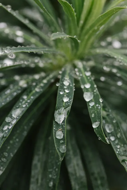 Rain Leaf Phone Wallpaper · rain · 1440×2159