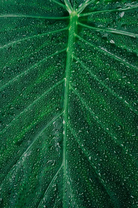 Rain Leaf Phone Wallpaper · rain · 1440×2160