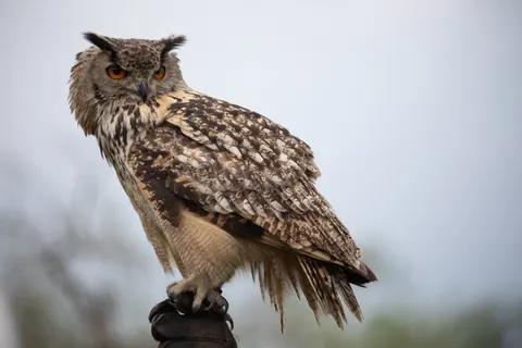 Wallpaper Burung Hantu 4K · animals · 3840×2560