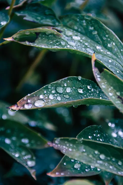 Rain Leaf Phone Wallpaper · rain · 1440×2160