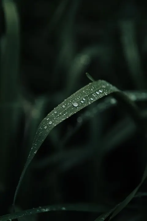 Rain Leaf Phone Wallpaper · rain · 1440×2160