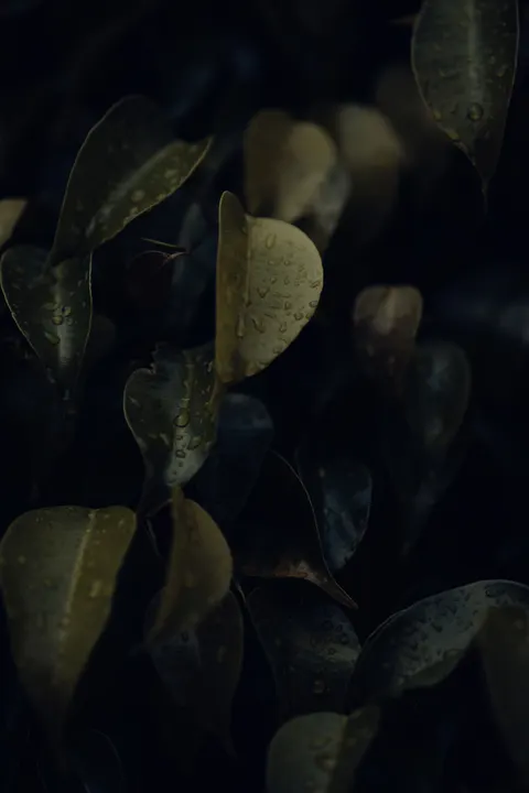 Rain Leaf Phone Wallpaper · rain · 1440×2160