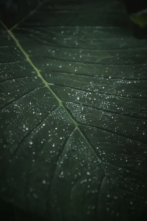 Rain Leaf Phone Wallpaper · rain · 1440×2160