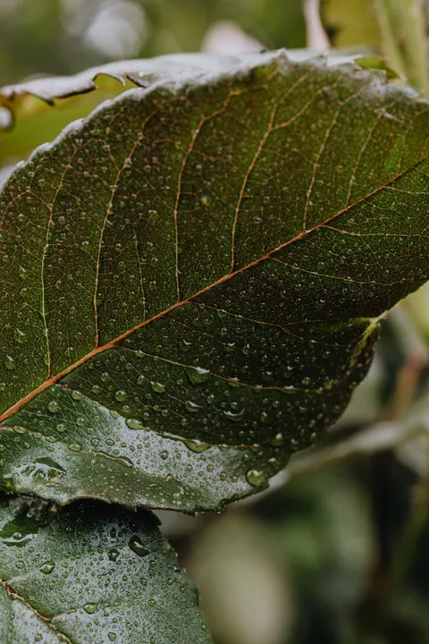Rain Leaf Phone Wallpaper · rain · 1440×2160