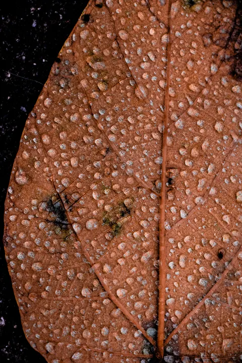 Rain Leaf Phone Wallpaper · rain · 1440×2160