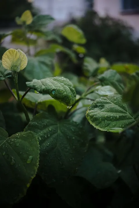 Rain Leaf Phone Wallpaper · rain · 1440×2160