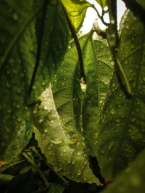Rain Leaf Phone Wallpaper · rain · 1440×1920