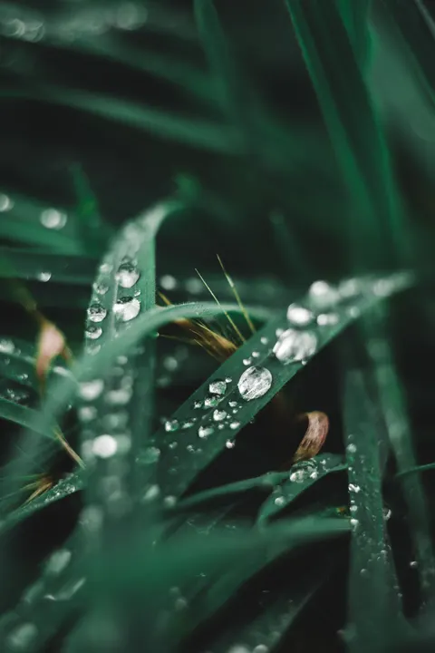 Rain Leaf Phone Wallpaper · rain · 1440×2160