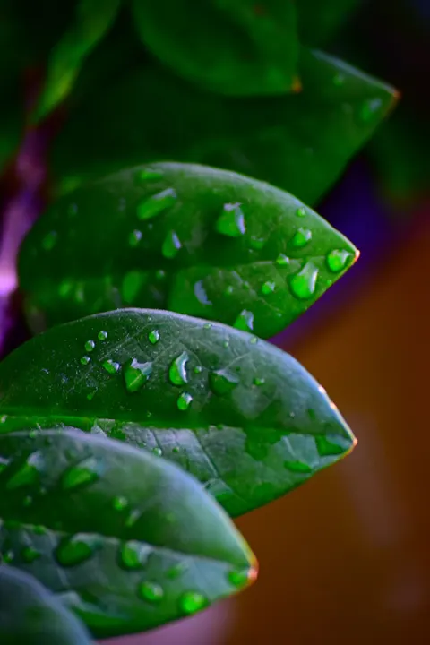 Rain Leaf Phone Wallpaper · rain · 1440×2160