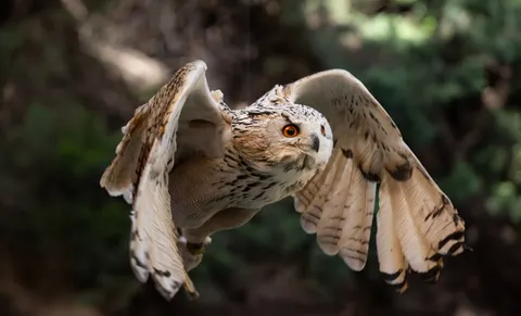 Baykuş 4K Duvar Kağıdı · animals · 3840×2328